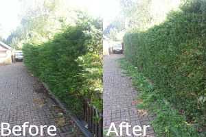 Hedge Trimming Before and After